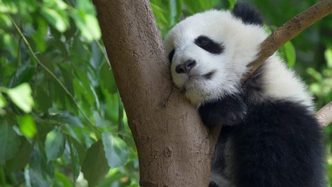 Panda Baby Bear Going To 库存影片视频 100 免版税 Shutterstock