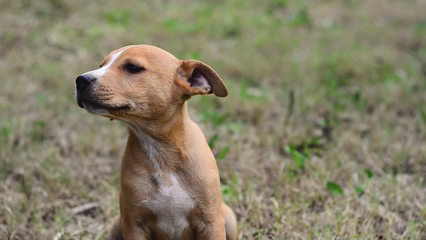 staffy and labrador cross