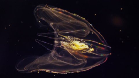 Mnemiopsis leidyi comb jelly - colorful deepwater creature. Bioluminescence rainbow colored jellyfish.