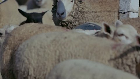 sheep on field farm
