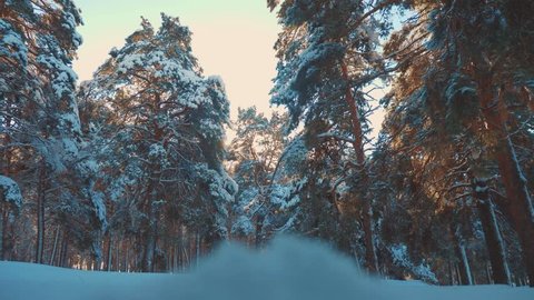 Fantastic winter landscape during sunset. winter pine the sun forest in the snow sunlight movement. frozen frost Christmas New Year tree. concept new year winter . slow motion video. Pine trees