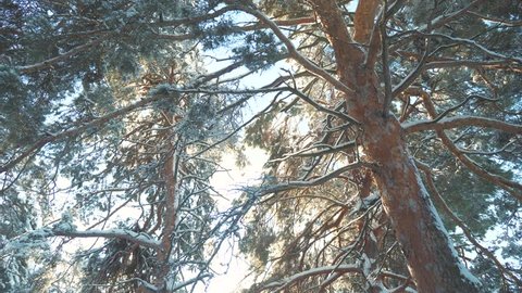 Fantastic winter landscape during sunset. winter pine the sun forest in the snow sunlight movement. frozen frost Christmas New Year tree lifestyle. concept new year winter. slow motion video. Pine