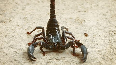 Asian forest scorpion (Heterometrus) In the position of Defense. FullHD stock video