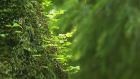 Moss and parasitic plants cling to the vertical surface of a tree in a forest of the Ukrainian Carpathian Mountains. FullHD video