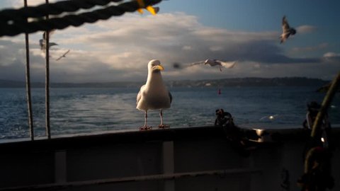 Seagull landing on side of Trawler boat