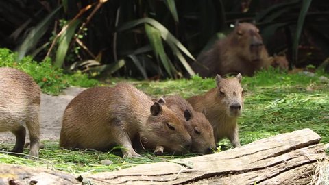 Adorable Baby Capybara Wiggles Ears And Eats Straw