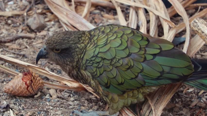 Mischievous Endangered New Zealand Alpine Parrot, The Kea, Plays With Pine Cone