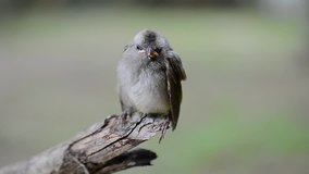 Young bird  perching on branch end  looking at photographer ,hd video.
Fledgling bulbul bird in nature.