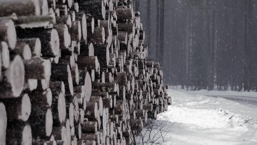 Snow gently falling next to a pile of logs in the woods.