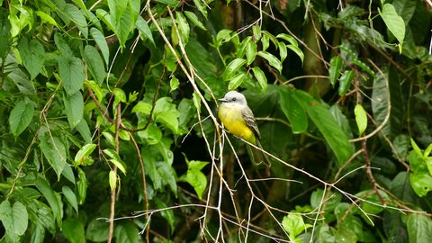 Tropical yellow and grey bird in Panama looks on all sides