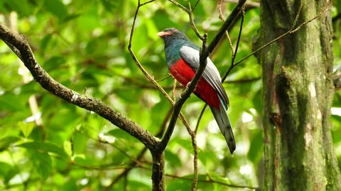 Beautiful tropical trogon bird extended one minute sequence