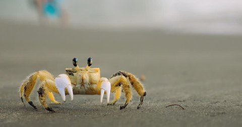Close shot of a yellow crab on the beach
of Malendure in Guadeloupe Island, Fauna and Flora on the beach.