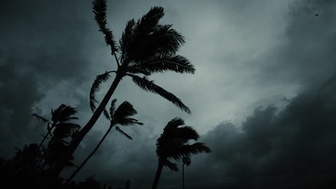 Dark Tropical Evening Stormy Sihouette Palm Trees and Clouds