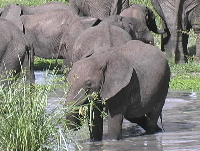 A Juvenile Elephant eating in a pond in the Tarangire National Park Tanzania Africa