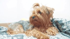 shaggy dog Yorkshire terrier lying on the bed. slow motion video. pet old lifestyle shaggy dog
