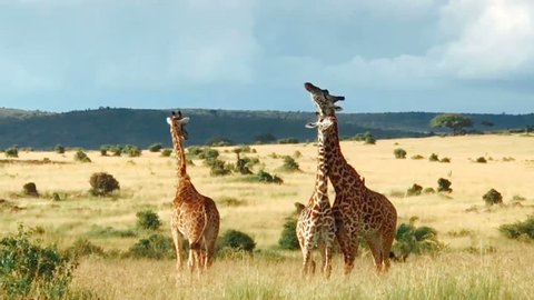 Giraffes at African grasslands