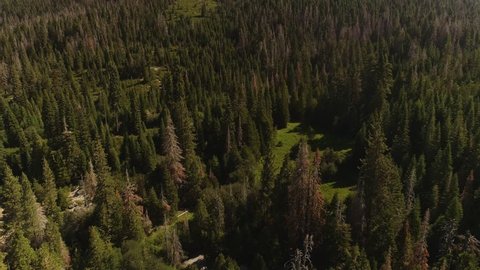 Aerial shot flying slowly over a lush green forest in the California Sierra mountains. Pans up to reveal the hill ahead. Grand landscape, clear skies. 
