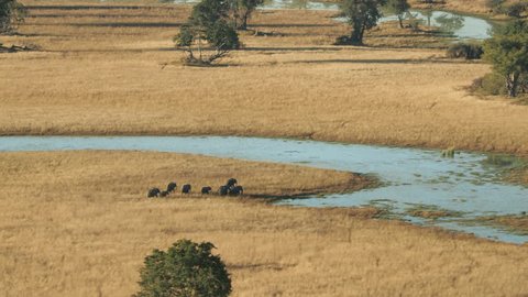 Cinematic aerial of Elephants in the Okavango Delta in Botswana Africa at sunrise