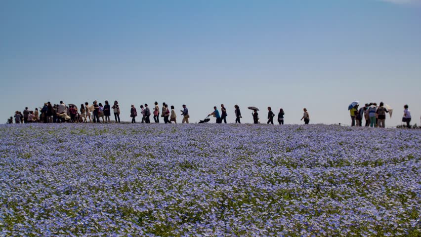 Nemophila Harmony flower in garden , National Hitachi Seaside Park Japan