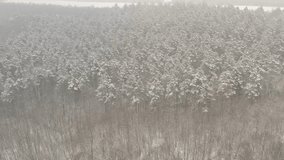 Over the woods in the fog 4K aerial video