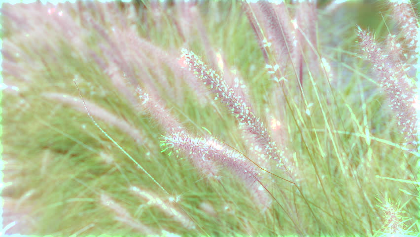 4K, Grass flower on the wind in graden for background with flash effect and light bokeh