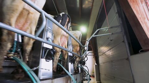 Cow milking on modern farm. Dairy cows at dairy factory. Process milking cows. Dairy cows on milking machine. Automated equipment for milking cows on dairy farm.