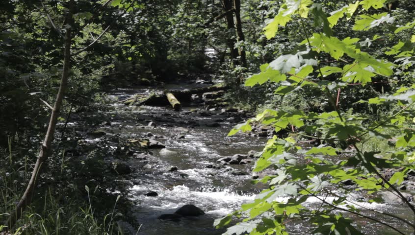 Creek in Pacific Northwest Forest