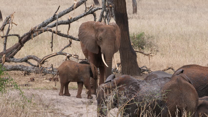 African Elephant Family after mud bath, The Newborn well protect from the family. The Baby is hungry and the mother
 breastfeeding  the child. Tanzania, Africa. Stable and professional footage