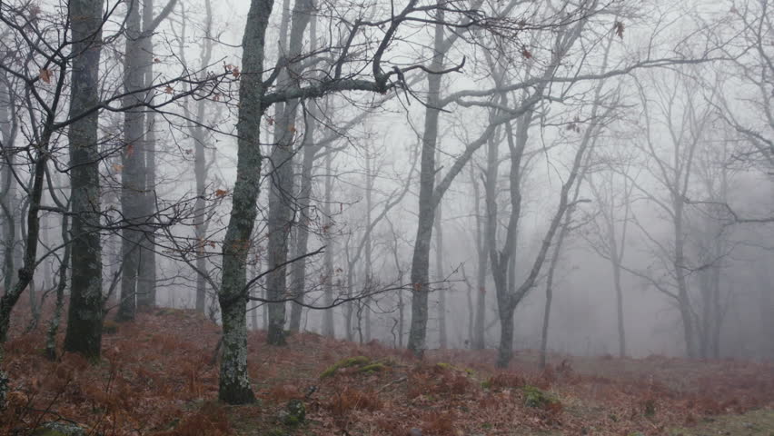 oak forest with fog