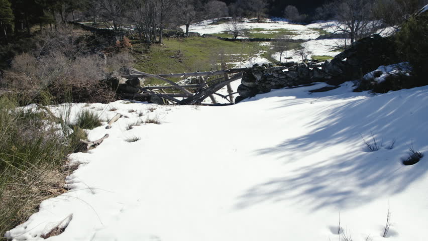 Pine forest with snow and lake 