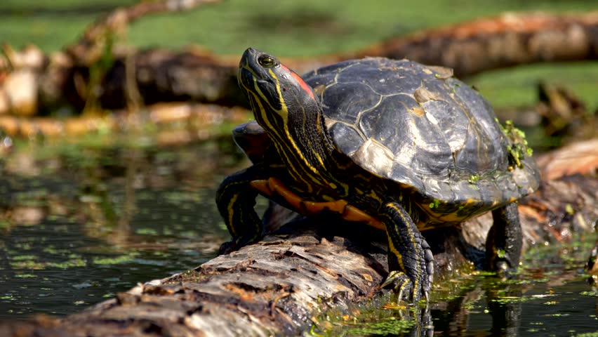 Red-eared Slider Terrapin (trachemys Scripta Stock Footage Video (100% ...