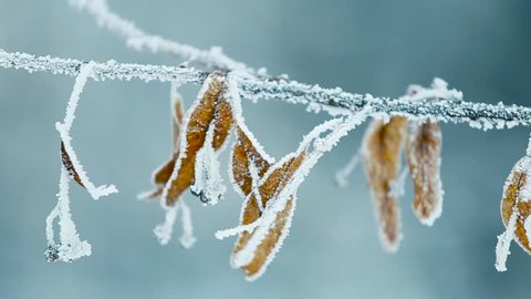 Close up view of icy frozen tree branch with dry foliage hanging ioslated. Beauty of winter season concept. Christmas natural background. Full hd video footage Video de stock