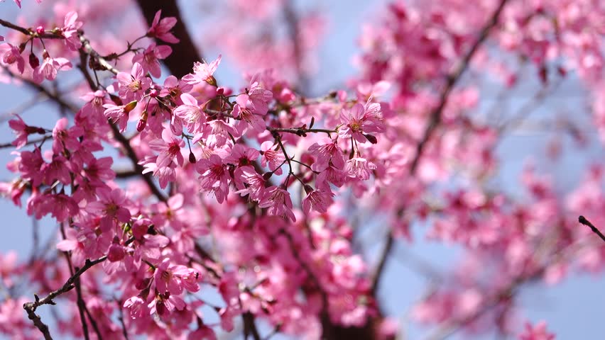 4k dalat sakura blossom Stock Footage Video (100% Royalty-free ...