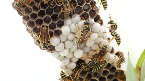 close up of wasp hive with wasps, eggs and white larvae. The Vespidae are family of wasps, including eusocial wasps and many solitary wasps