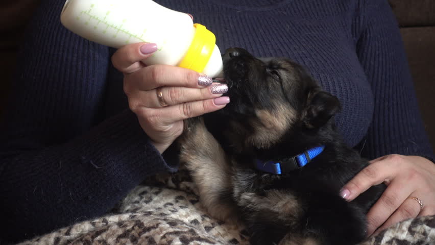 puppy and milk