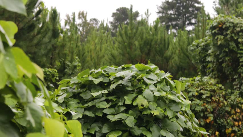 Overgrown trees and plants in the wilderness, a Nature Video by BlackBoxGuild