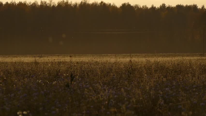 Summer meadow sunset evening dry grass country