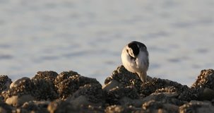 A detailed video of a young wagtail on a beach with rocks full of lots of little shells. White Pied Wagtail, Motacilla alba.
