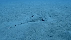Anel Shark Squatina squatina pregnant in the sand