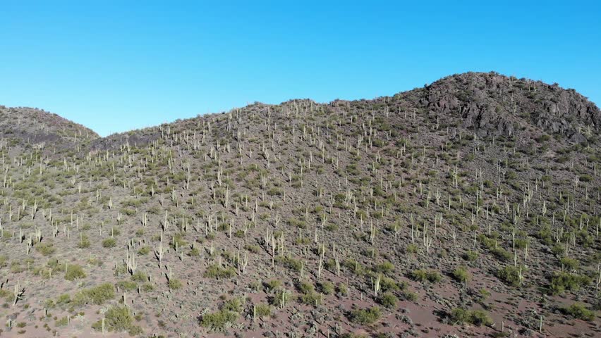 Twin Peaks Mountains covered in Saguaro Cactus 