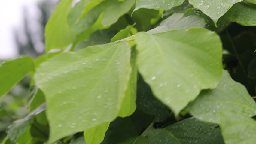 Forest foilage and leaves after the rain, a Nature Video by BlackBoxGuild