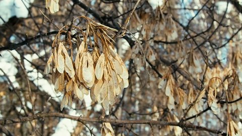 Dry maple seeds on a branch.