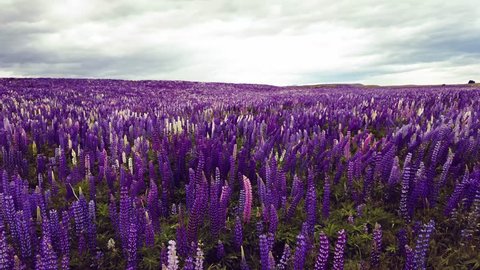 Beautiful sea of lupine in new zealand during summer