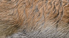 Slow motion of moving real wild boar hair. Animal background, abstract natural animation