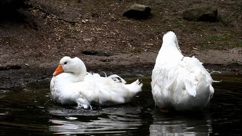 white Geese in water clean feathers
