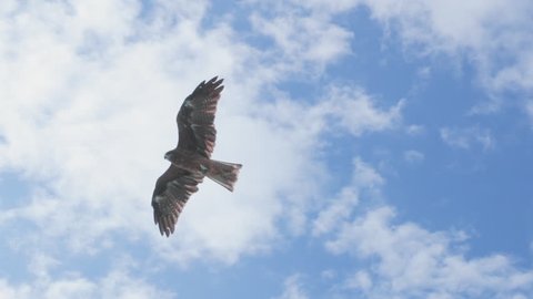 Slow Motion Eagle Soaring over the blue sky with clouds in the background heading towards the sun