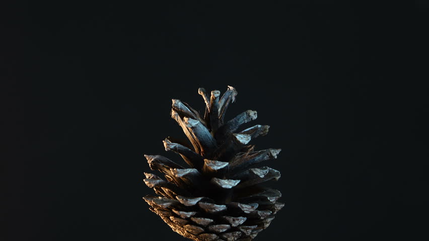 Time-lapse of opening pine cone 15a1 in PNG+ format with ALPHA ...