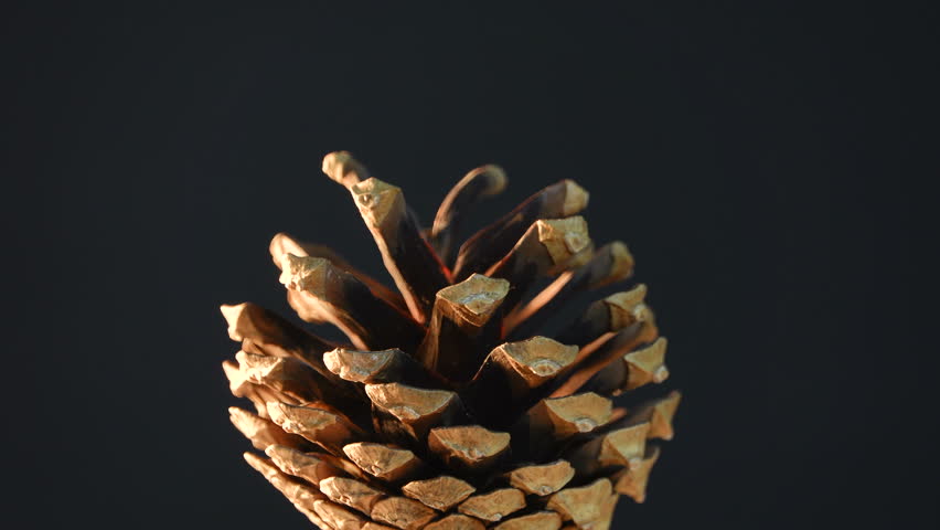 Pine cone closeup macro image - Free stock photo - Public Domain photo ...