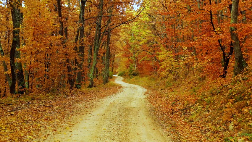 Autumn Forest Background Bright Autumn Stock Footage Video 100 Royalty Free Shutterstock
