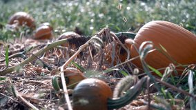 Large pumpkin in a field with the sun rising behind it, and dew glistening on the orange skin, as dolly moves to the right. - Powered by Shutterstock - Get 15% off with code: PIKWIZARD15